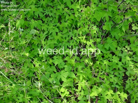 morningglory, sharppod/cotton